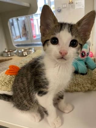 Frizzle - Domestic Shorthair/Mix available for adoption