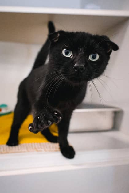 Ripley - Domestic Shorthair/Mix cat available for adoption at Humane Society of Kitchener Waterloo & Stratford Perth in Kitchener