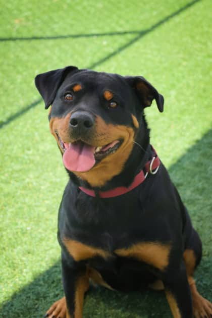 Lottie - Mixed Breed available for adoption