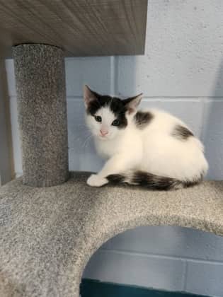 Potion - Domestic Shorthair/Mix cat available for adoption at Humane Society of Kitchener Waterloo & Stratford Perth in Kitchener
