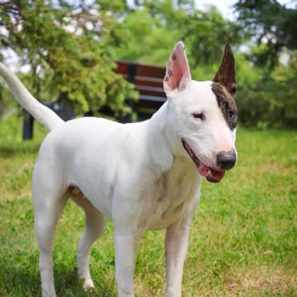 Petunia - Mixed Breed available for adoption in Ontario