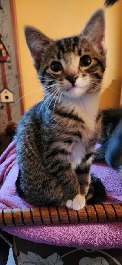 Cypress - Domestic Shorthair/Mix available for adoption