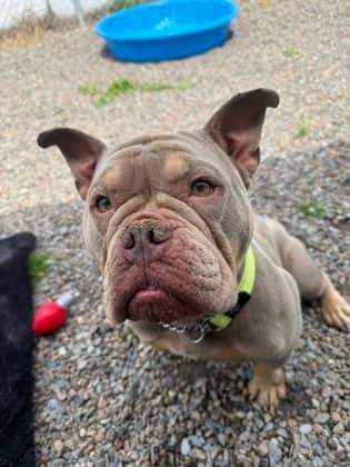 Balenciaga - Bully American - Pocket Mix available for adoption at Nova Scotia SPCA in Halifax