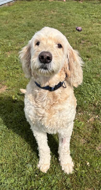 Panther - Retriever, Labrador / Poodle, Standard available for adoption at Nova Scotia SPCA in Halifax