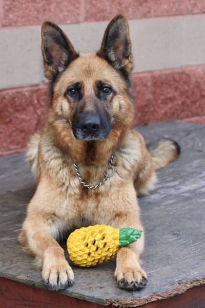 Sadie - German Shepherd Mix available for adoption