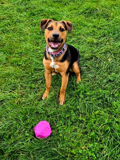 Ducky - Terrier, Pit Bull Mix available for adoption