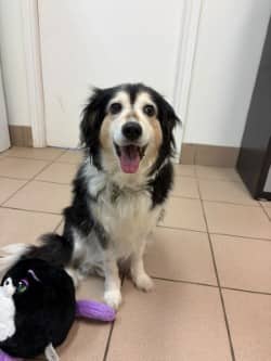 Lily - Border Collie Mix available for adoption at Nova Scotia SPCA in Halifax