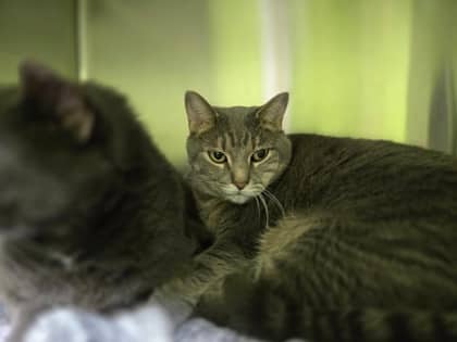 Gigi *Bonded to Diego - Domestic Shorthair Mix cat available for adoption at Nova Scotia SPCA in Halifax