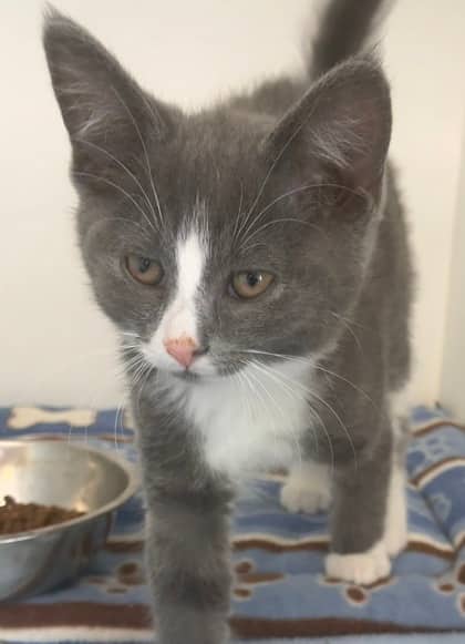 Sherri Squibbles - Domestic Shorthair Mix available for adoption