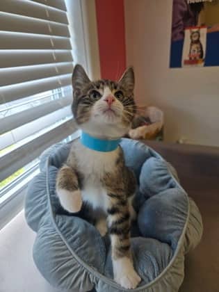 Claudius - Domestic Shorthair Mix cat available for adoption at Nova Scotia SPCA in Halifax
