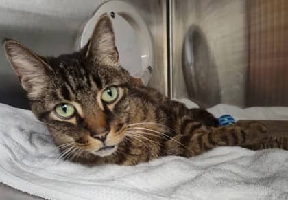 Petit Bébé - Domestic Shorthair Mix cat available for adoption in Nova Scotia