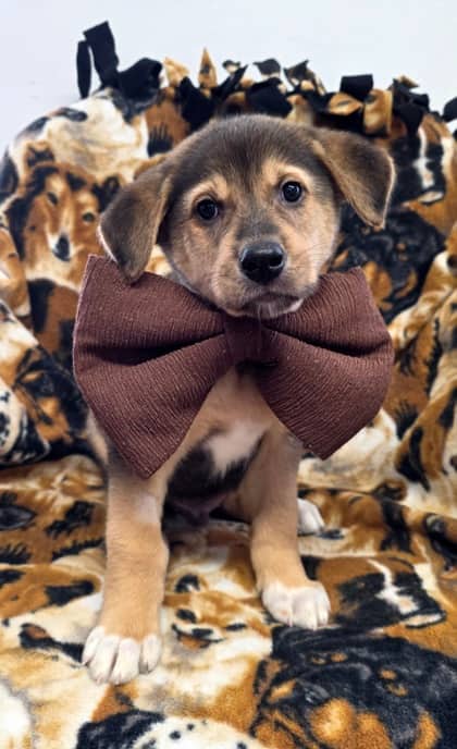 Knuckles - German Shepherd Mix available for adoption