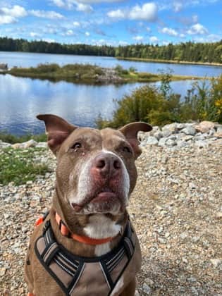 Rocco - Terrier, American Staffordshire Mix available for adoption