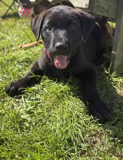 Melvin - German Shepherd Mix available for adoption
