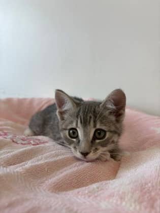 Siobhan - Domestic Shorthair Mix available for adoption