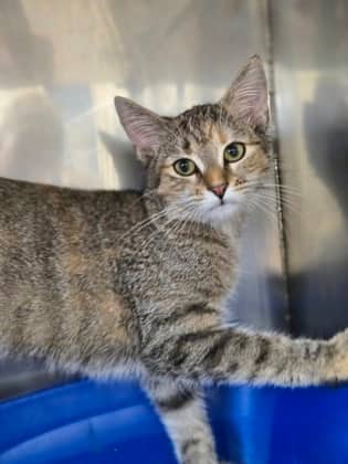 Cardamom - Domestic Shorthair Mix available for adoption