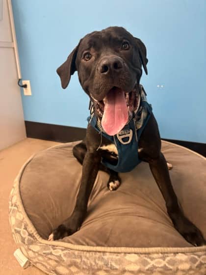 Hughie - Mastiff Mix available for adoption at Nova Scotia SPCA in Halifax
