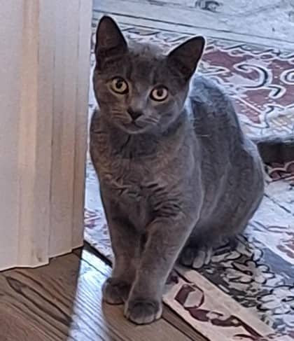 Bug - Domestic Shorthair Mix cat available for adoption at Nova Scotia SPCA in Halifax