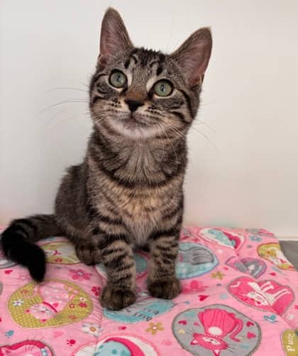 Gilda - Domestic Shorthair Mix cat available for adoption at Nova Scotia SPCA in Halifax