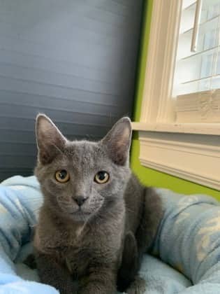 Malady - Domestic Shorthair Mix cat available for adoption at Nova Scotia SPCA in Halifax