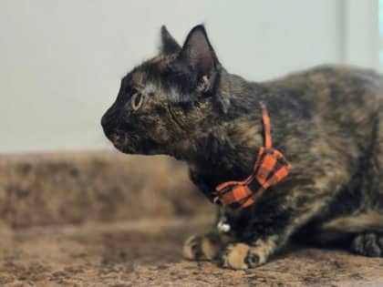 Gigi - Domestic Shorthair Mix cat available for adoption at Nova Scotia SPCA in Halifax