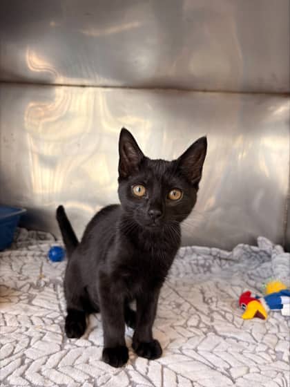 Jumbo - Domestic Shorthair Mix cat available for adoption at Nova Scotia SPCA in Halifax