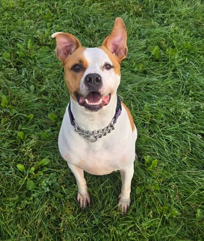 Jorgie - Terrier, American Pit Bull Mix available for adoption