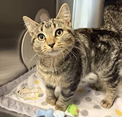 Kate - Domestic Shorthair Mix cat available for adoption at Nova Scotia SPCA in Halifax