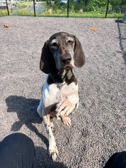 Copper - Pointer, German Shorthaired Mix available for adoption