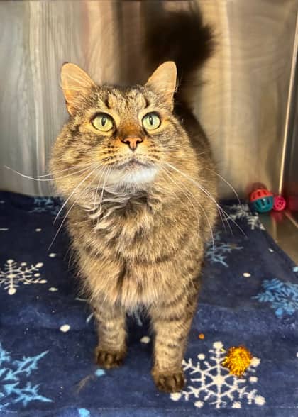 Mogley - Domestic Medium Hair Mix cat available for adoption in Nova Scotia