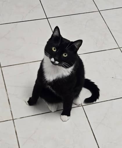 Stewie - Domestic Shorthair Mix cat available for adoption at Nova Scotia SPCA in Halifax