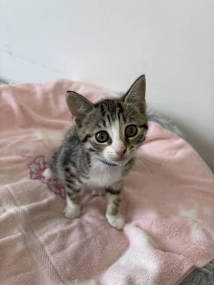 Siofra - Domestic Shorthair Mix available for adoption