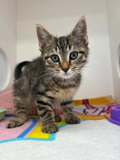 Sugar - Domestic Shorthair Mix cat available for adoption at Nova Scotia SPCA in Halifax