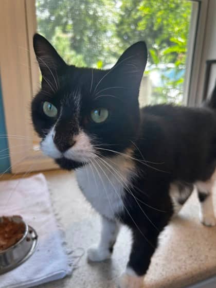 Sesame - Domestic Shorthair Mix available for adoption