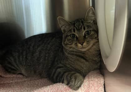 Ashley - Domestic Shorthair Mix cat available for adoption at Nova Scotia SPCA in Halifax