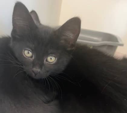 Dean Hardscrabble - Domestic Shorthair Mix available for adoption