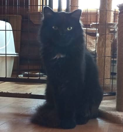 Jet - Domestic Longhair Mix available for adoption