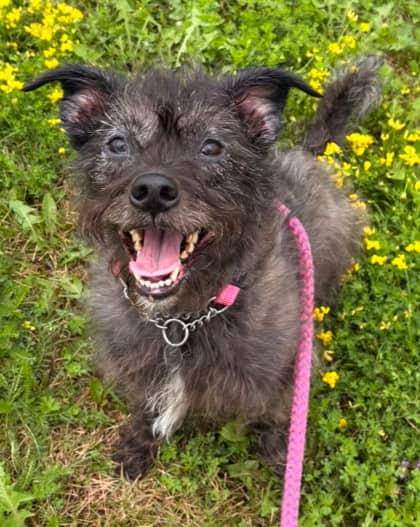 Maple - Terrier Mix available for adoption