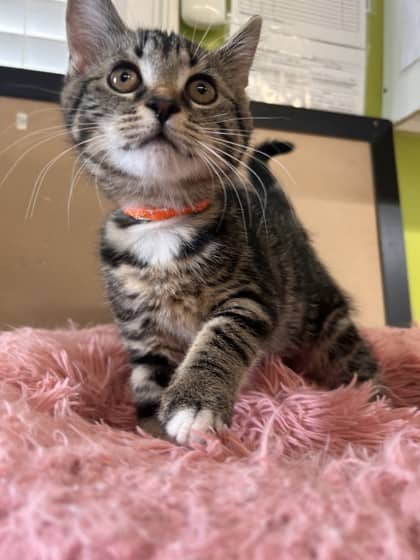 Walter - Domestic Medium Hair Mix available for adoption