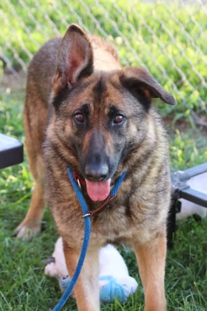 Gracie - German Shepherd Mix available for adoption