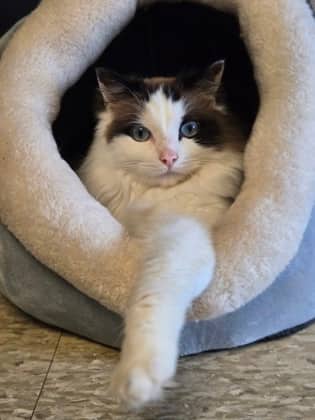 Marshmallow *Bonded to Chocolate - Ragdoll Mix cat available for adoption at Nova Scotia SPCA in Halifax