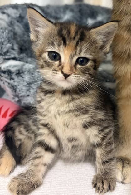 Rihanna - Domestic Shorthair Mix cat available for adoption at Nova Scotia SPCA in Halifax
