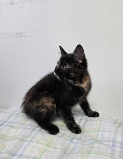 Marlena - Domestic Shorthair Mix cat available for adoption at Nova Scotia SPCA in Halifax