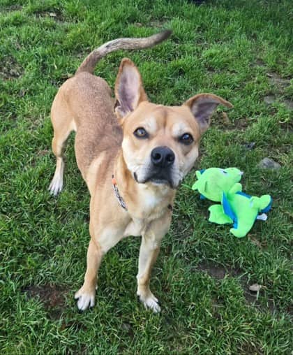 Julian - Terrier, American Pit Bull Mix available for adoption