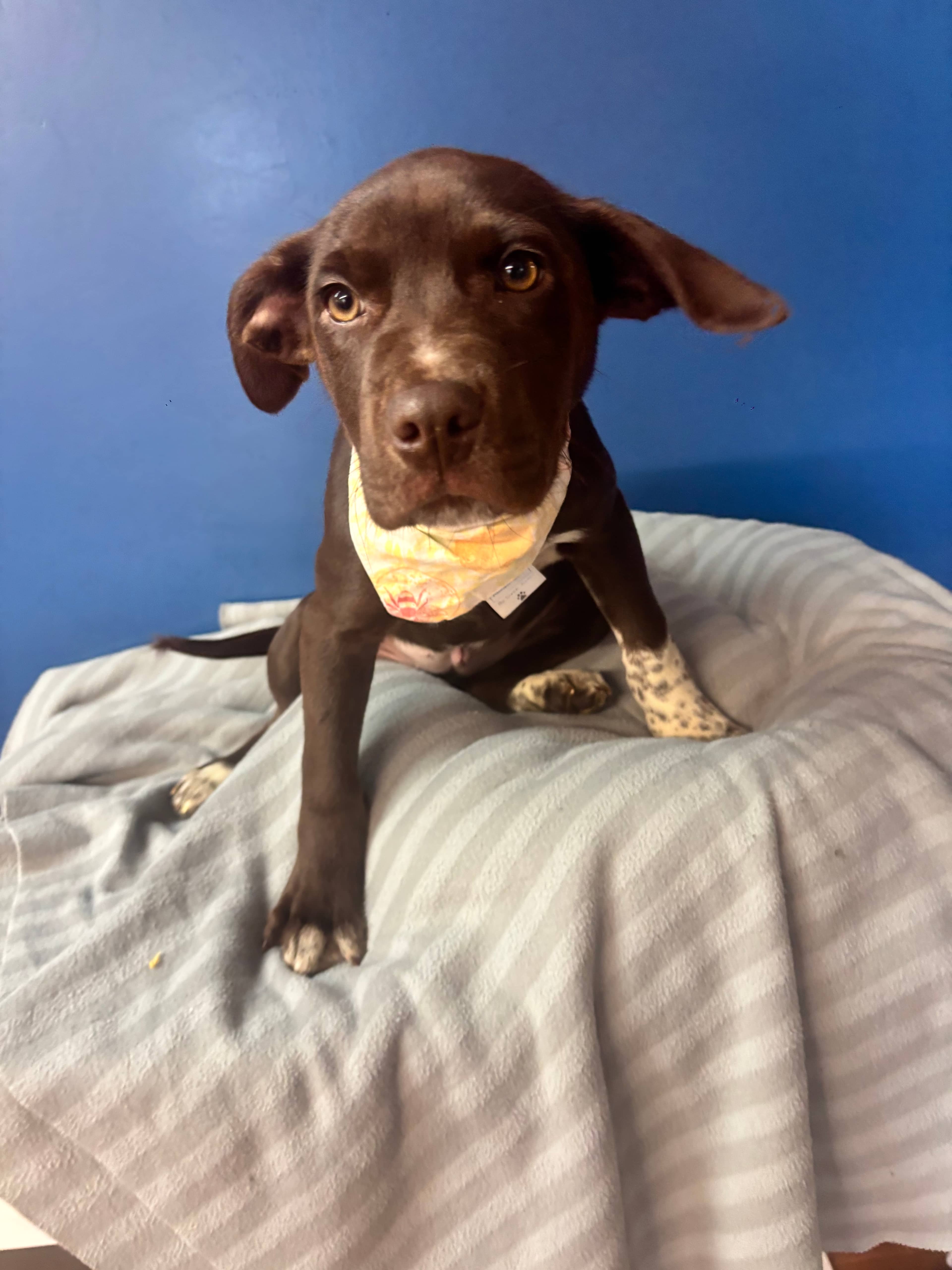 Polina - Terrier, Pit Bull Mix available for adoption