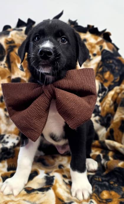 Shadow - German Shepherd Mix available for adoption at Nova Scotia SPCA in Halifax