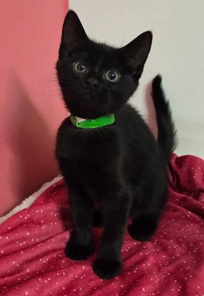 Mew Mew - Domestic Shorthair Mix cat available for adoption at Nova Scotia SPCA in Halifax