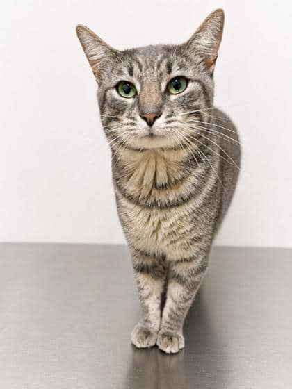 Toby - Domestic Shorthair Mix available for adoption