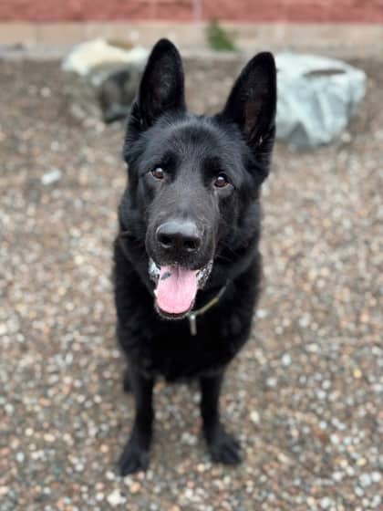 Milo - German Shepherd Mix available for adoption