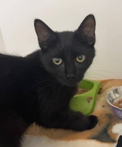 Reverend Clement - Domestic Shorthair Mix available for adoption